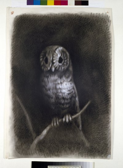 Owl, copied from a Photograph of Mantegna